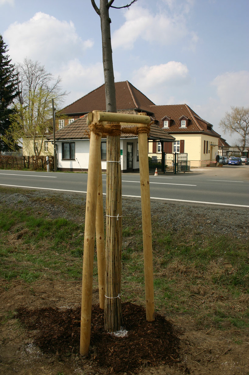 Baumpflanzung