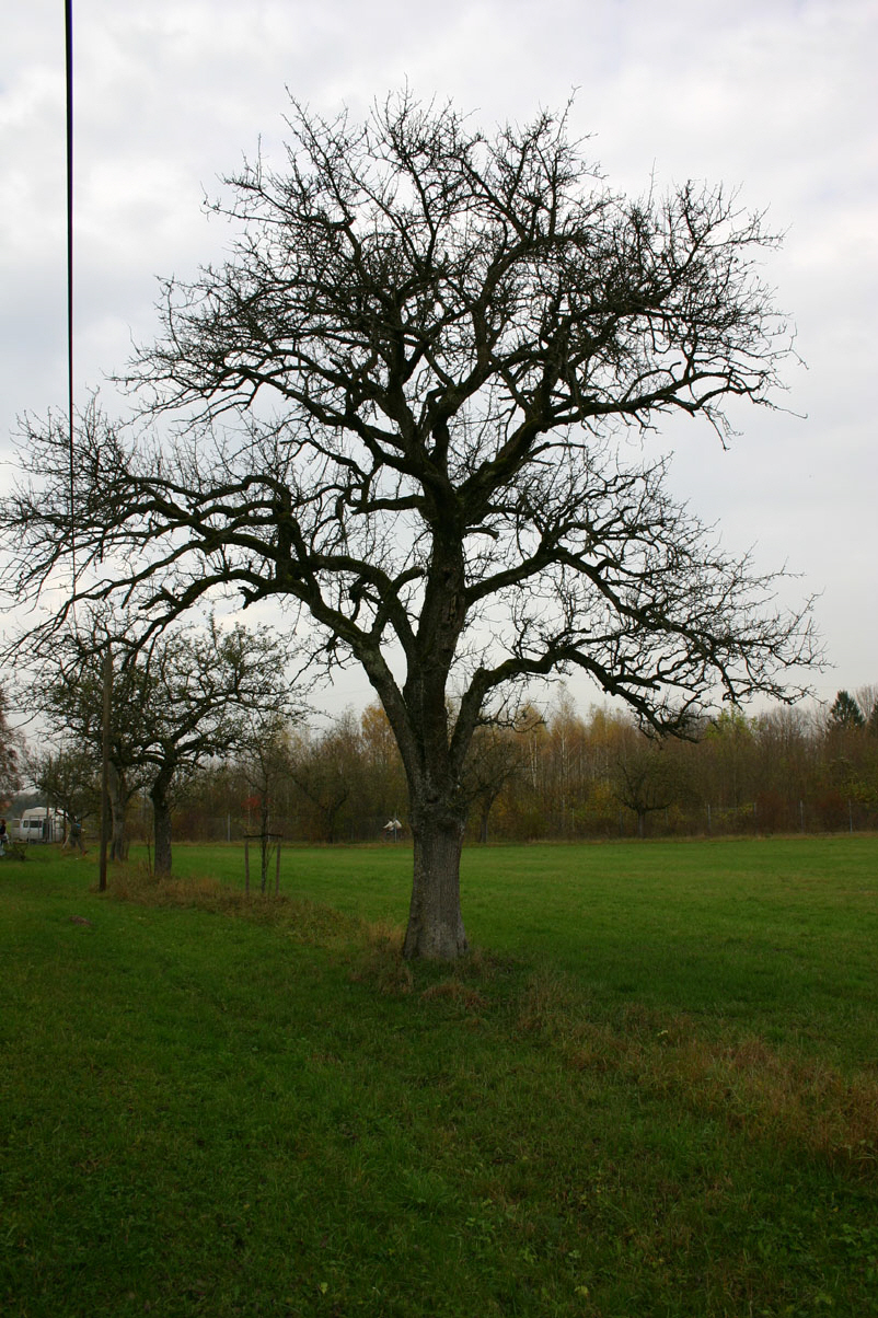 Obstbaumschnitt